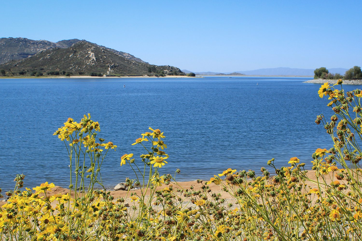 A serene lake with clear blue water, surrounded by yellow wildflowers in the foreground and mountains in the background under a clear blue sky.