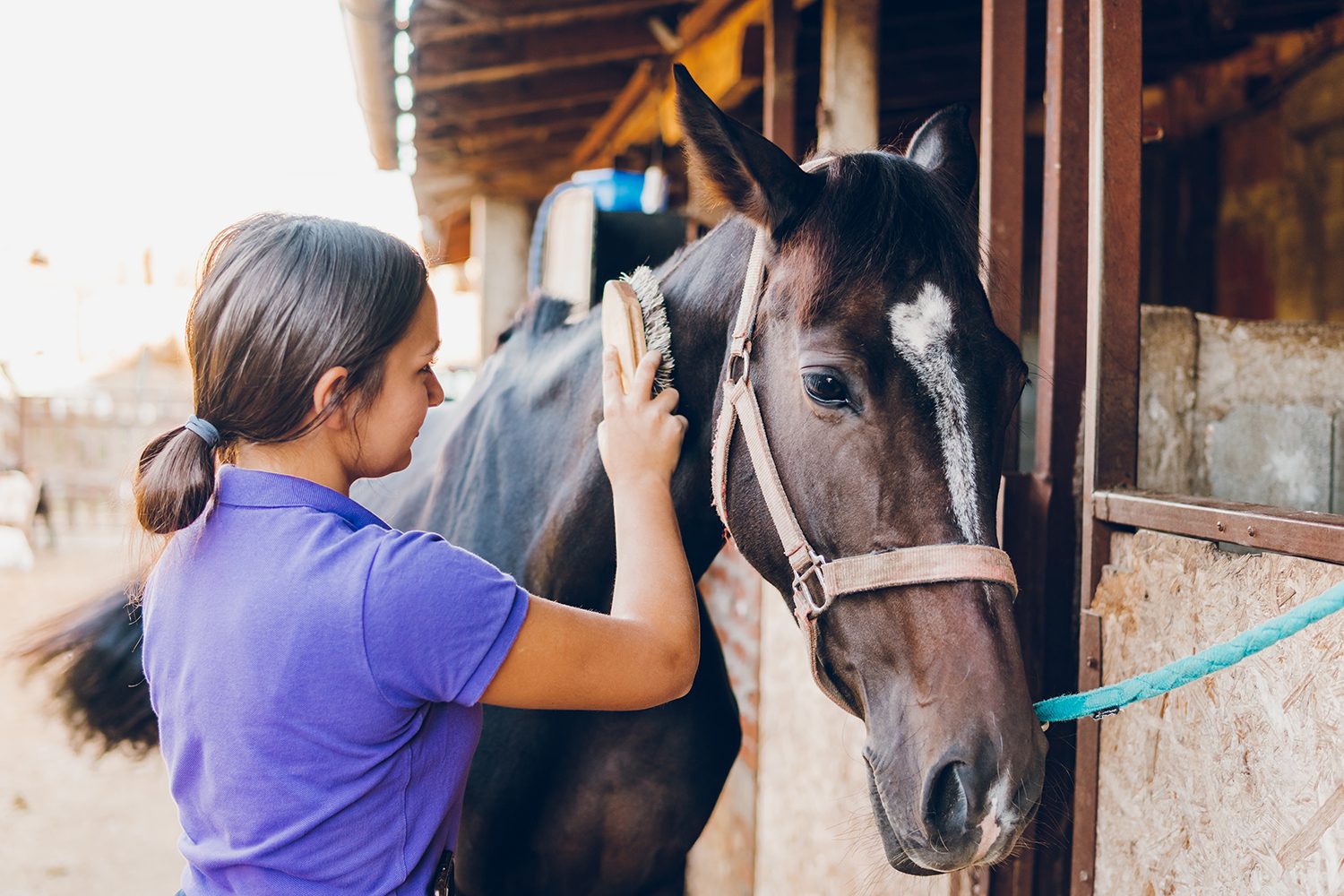 A person in a purple shirt is brushing a dark brown horse inside a stable.